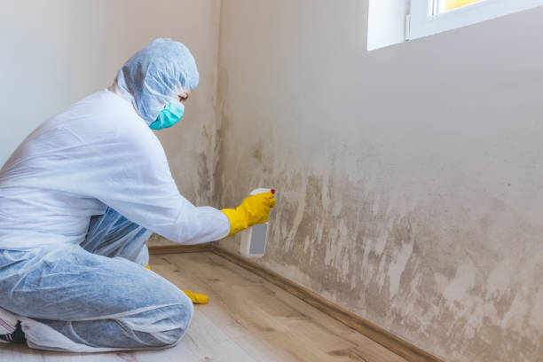 Licensed Mold Testing service in Arlington, TX - WQB Mold Removal